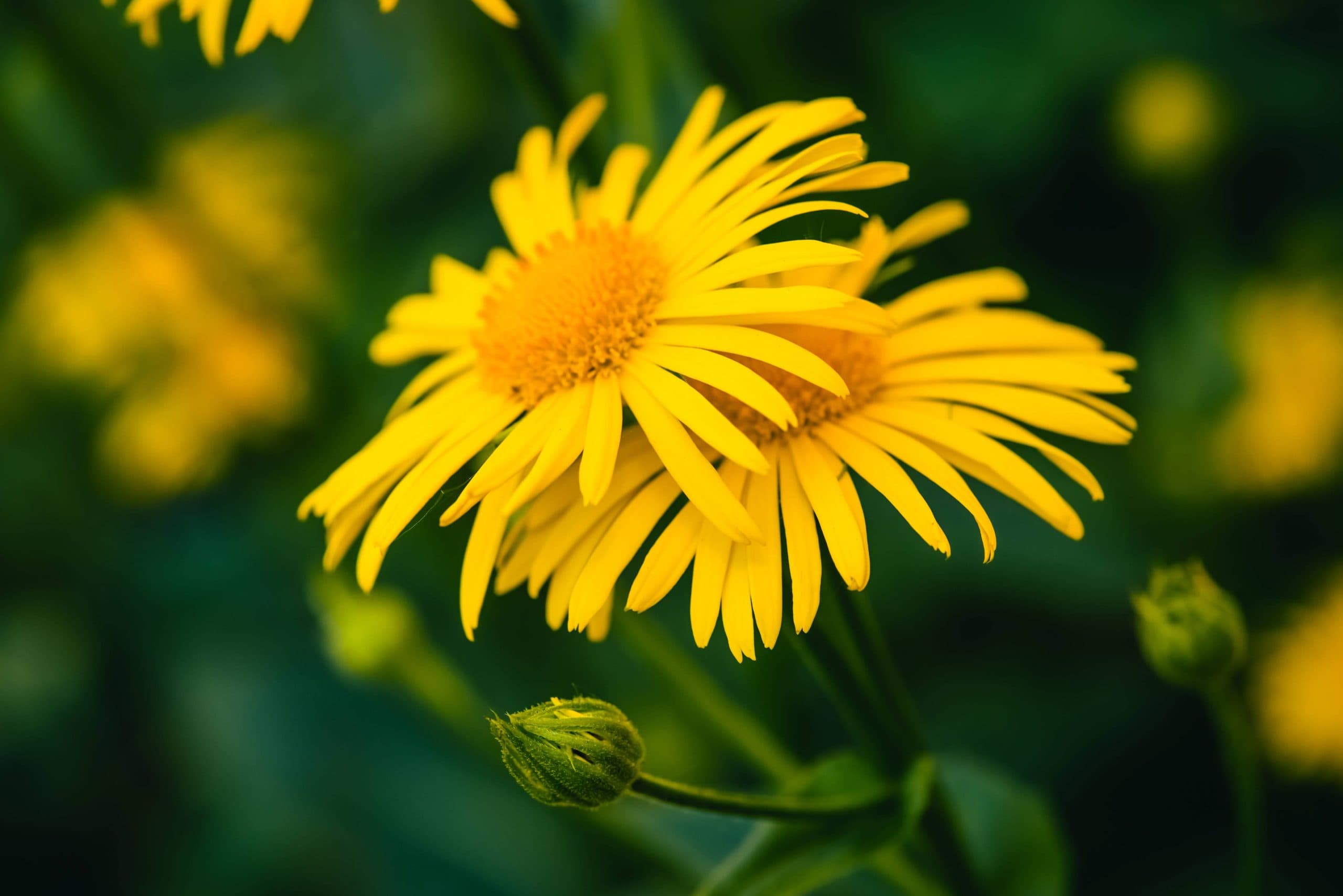Cremă de arnică – remediu natural pentru dureri și inflamații